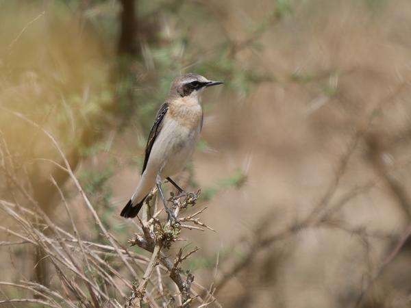 <h3><a href="/trips/tanzania/biota/animalia/chordata/aves/040 passeriformes/108 muscicapidae/oenanthe oenanthe/oenanthe oenanthe-nl.html">Oenanthe&nbsp;oenanthe</a> / Northern&nbsp;wheatear / Tapuit</h3>OM-1 Mark II met OLYMPUS M.150-400mm F4.5 TC, 1/2000 sec  bij F5.6, ISO 400, afstand 19.8&nbsp;m